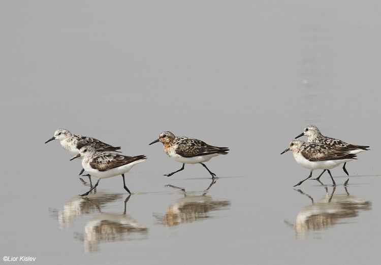    Sanderling Calidris alba                                  , 2011.: 